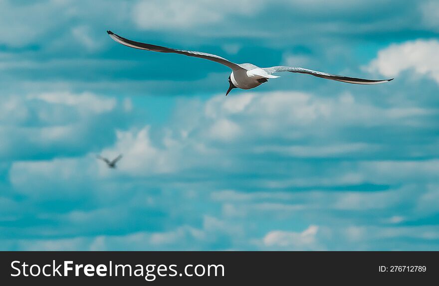 Sea Gull Flying In The Blue Sky