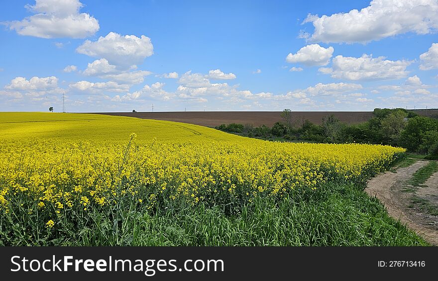 Rapeseed field in Bulgaria near border with Romania