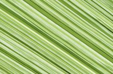 Closeup Of Palm Leaf Stock Image