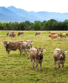 Cows Royalty Free Stock Photo