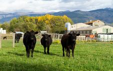 Cows Royalty Free Stock Photography Cows Royalty Free Stock Photography