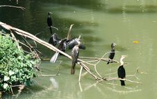 Cormorants Resting Royalty Free Stock Images Cormorants Resting Royalty Free Stock Images