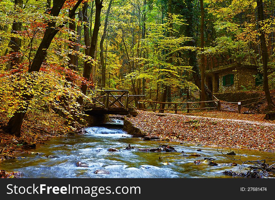 Fall in a Park, autumn forest