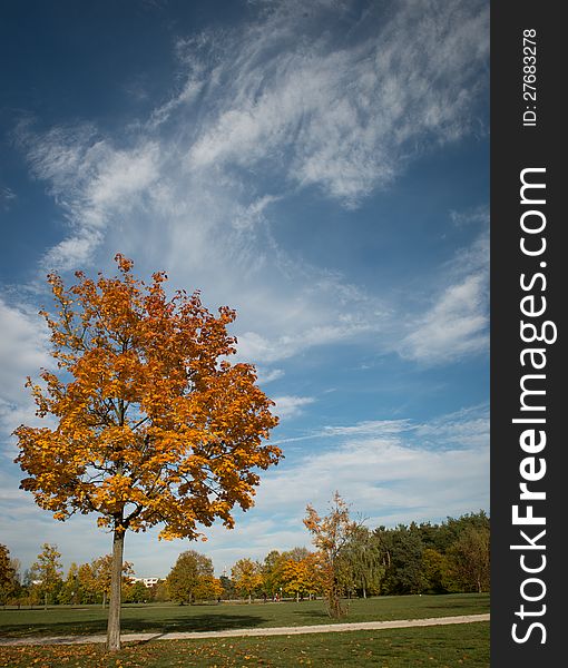 Parkland view with a tree