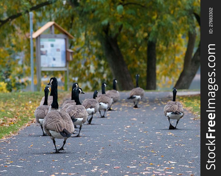 Canadian geese march in a row
