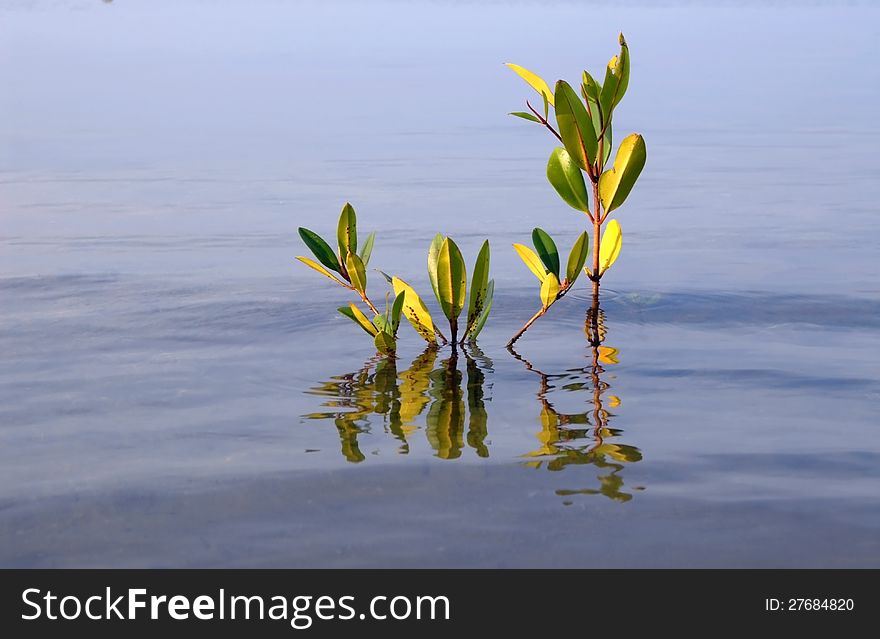 Young mangrove.Part of the mangrove forest in Thailand. Young mangrove.Part of the mangrove forest in Thailand.