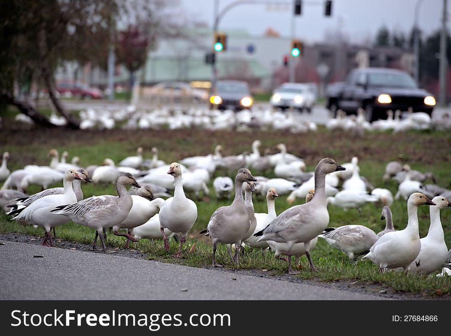 A very large number of Canadian Geese descended from the sky to a Canadian city residenial area. A very large number of Canadian Geese descended from the sky to a Canadian city residenial area.