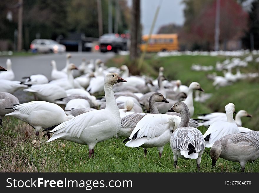 A very large number of Canadian Geese descended from the sky to a Canadian city residential area. A very large number of Canadian Geese descended from the sky to a Canadian city residential area.