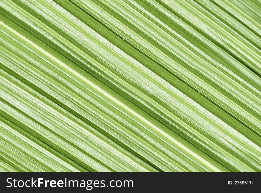 Closeup Of Palm Leaf
