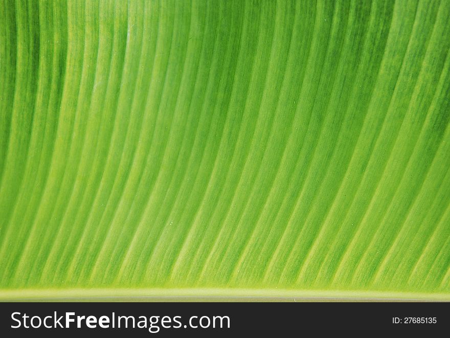 The part of banana leaf for background. The part of banana leaf for background