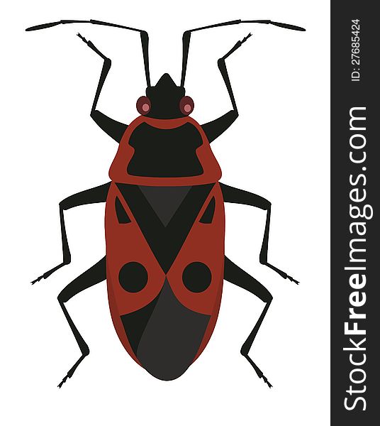 Image of Red soldier bug
