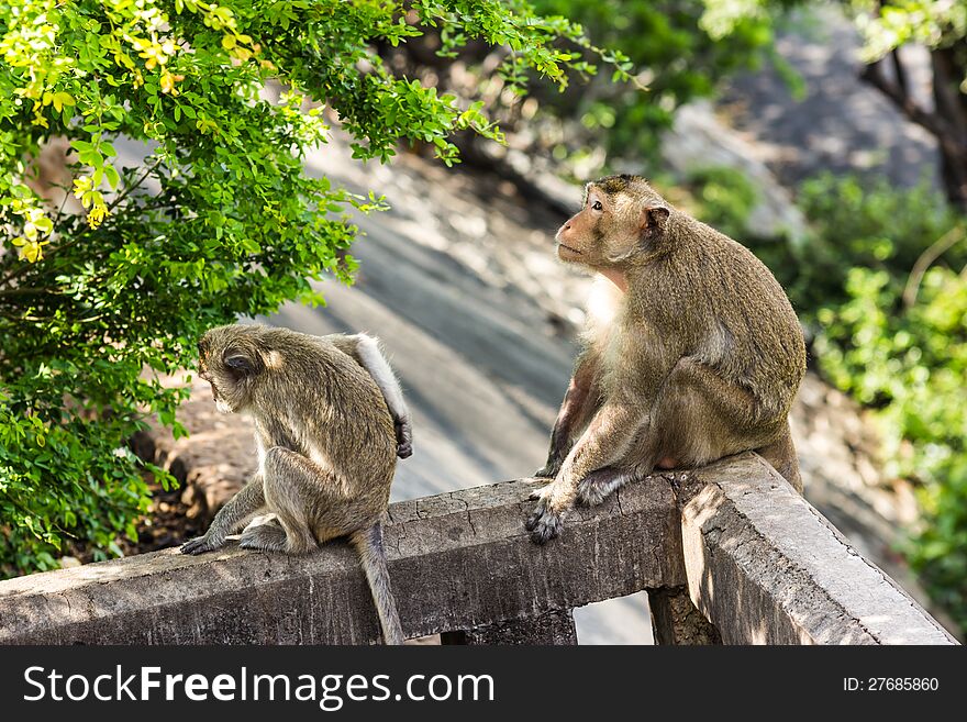 Monkeys on the mountain road