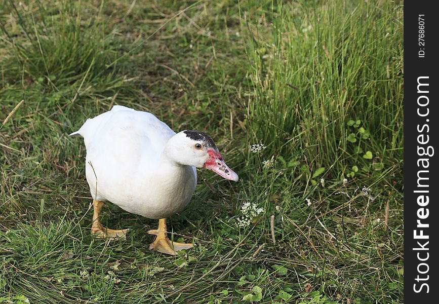 Duck walk on the grass.