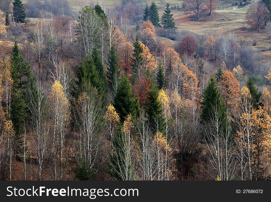 Forests In Fall Season