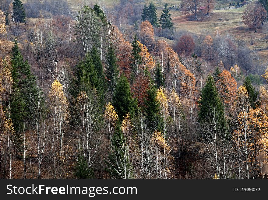 Beautiful forest in autumn season. Beautiful forest in autumn season