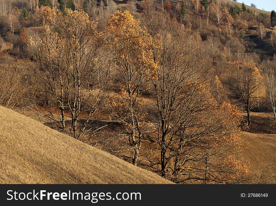 Trees In Fall Season