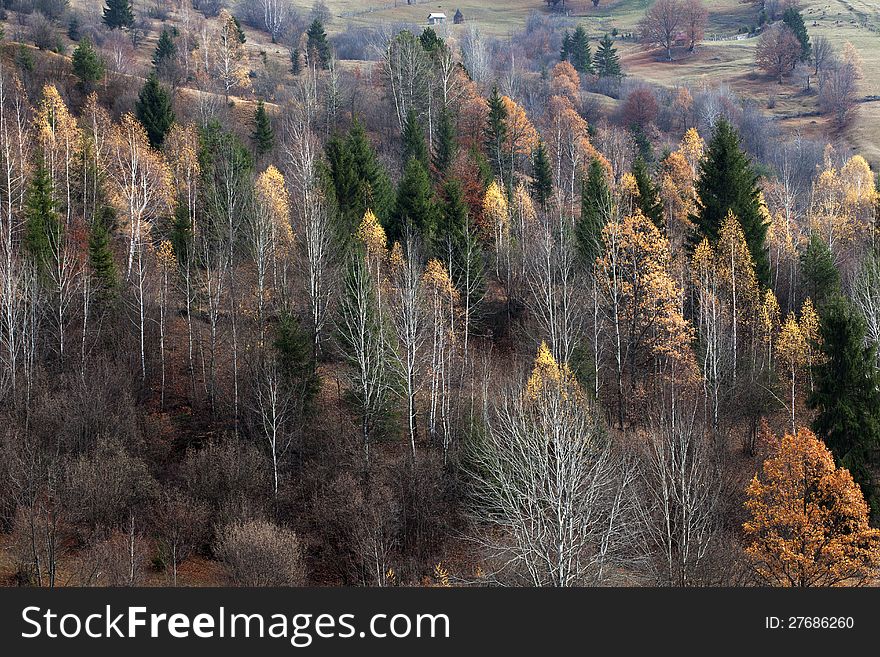 Trees In Fall Season
