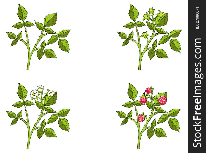 Four phases of raspberry sprout growth, vector illustration. Four phases of raspberry sprout growth, vector illustration