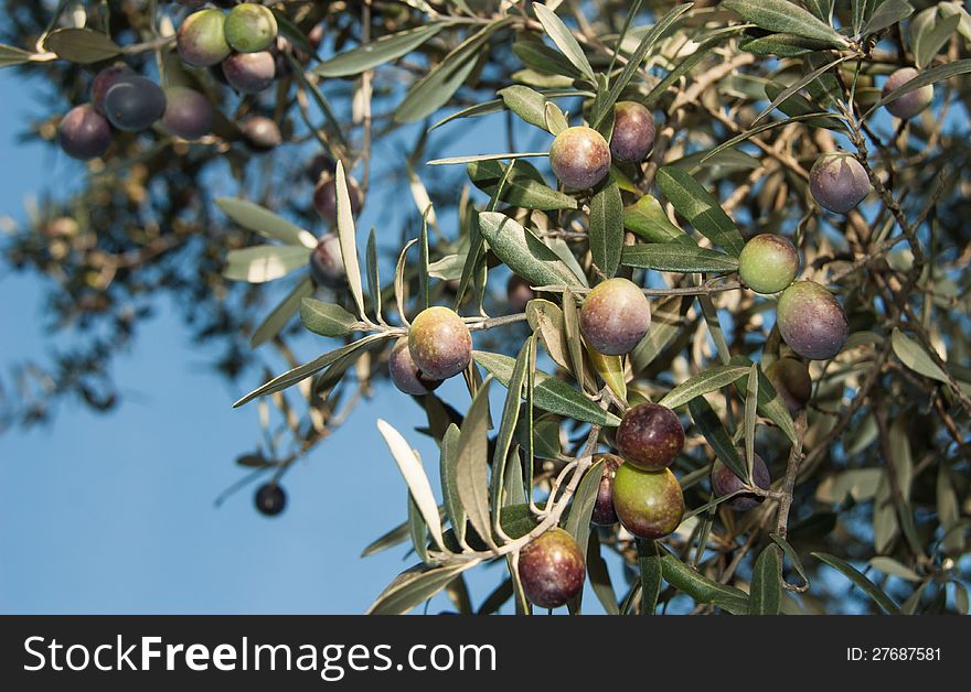 Field of olives in an autumn day