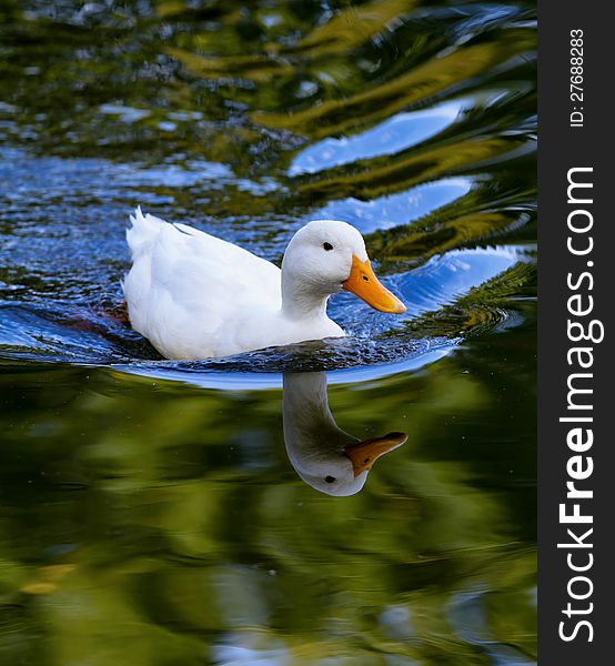 White duck reflected in the lake