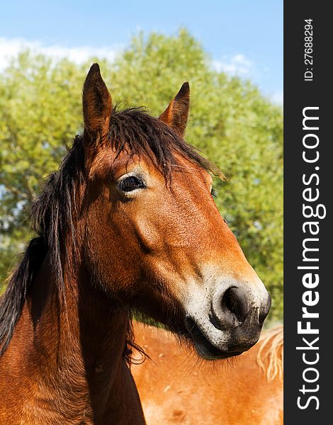 Beautiful brown horse interest for the photograph