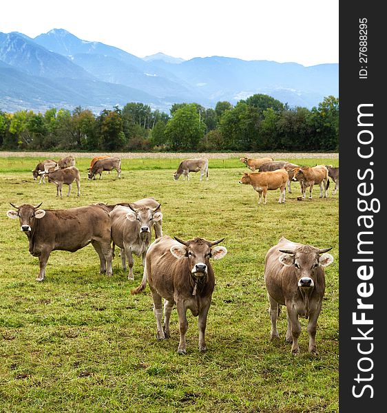 Curious cows in a dairy farm pasture