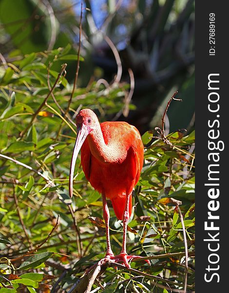 Scarlet Ibis Perched in Green Tree