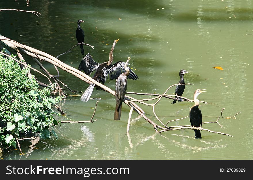 Few great cormorants sitting on a dead branch by the lake. Few great cormorants sitting on a dead branch by the lake