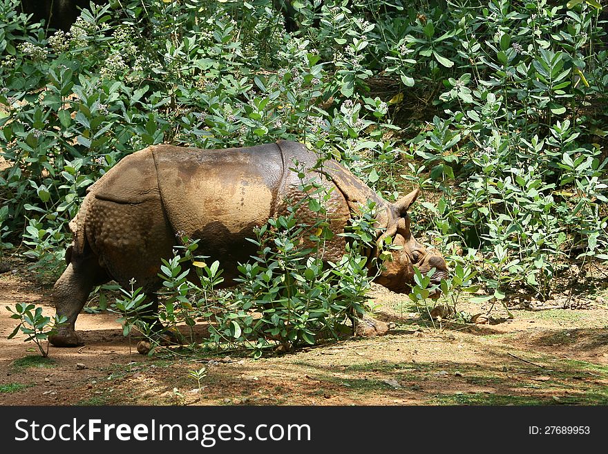 Asian rhinoceros in south indian forest