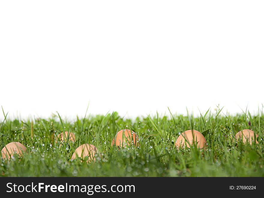 Eggs lie in a wet meadow. Eggs lie in a wet meadow