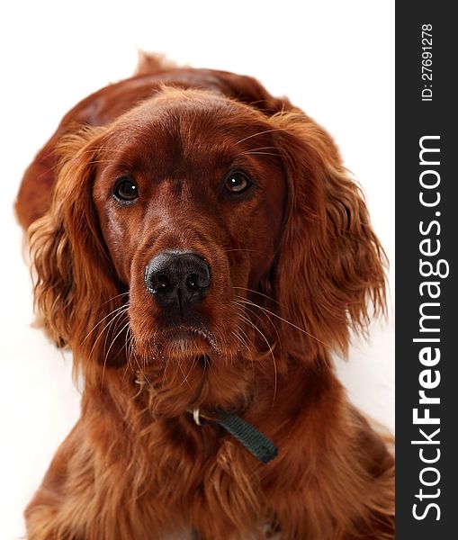 Portrait of an Irish Red Setter  dog looking up on a white background.