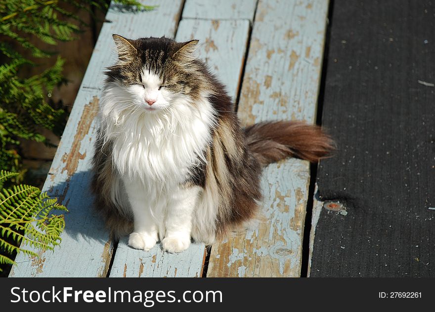 Cat sleeping while standing outdoor on wooden floor. Beautiful fur. Cat sleeping while standing outdoor on wooden floor. Beautiful fur