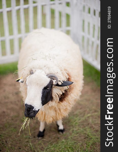 Sheep is eating grass in the park lampang, thailand. Sheep is eating grass in the park lampang, thailand