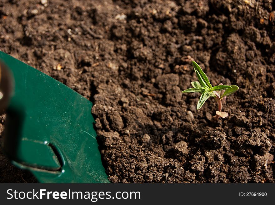 Fresh green thyme gardening with shovel