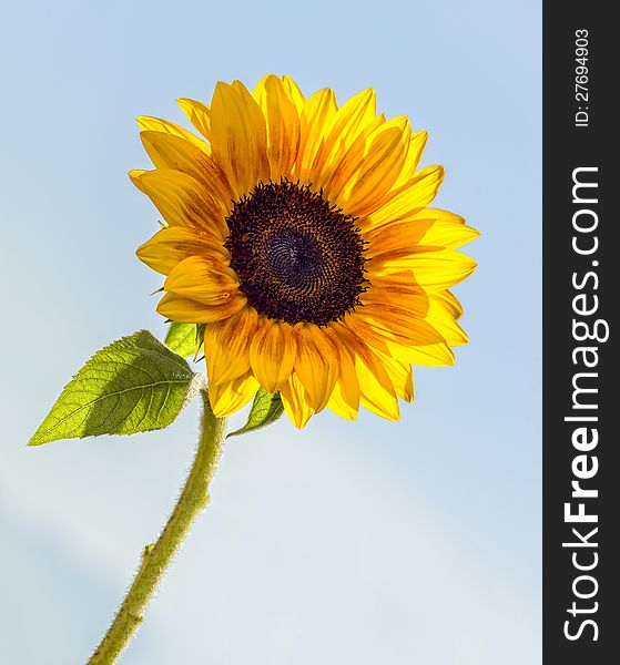 Holland sunflower isolated on blue sky. Holland sunflower isolated on blue sky