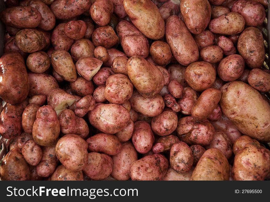 Freshly washed potato immediately after the potato harvest