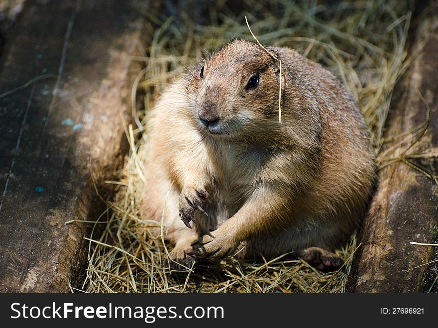 A Prairie Dog is relaxing in the sunlight between two rails