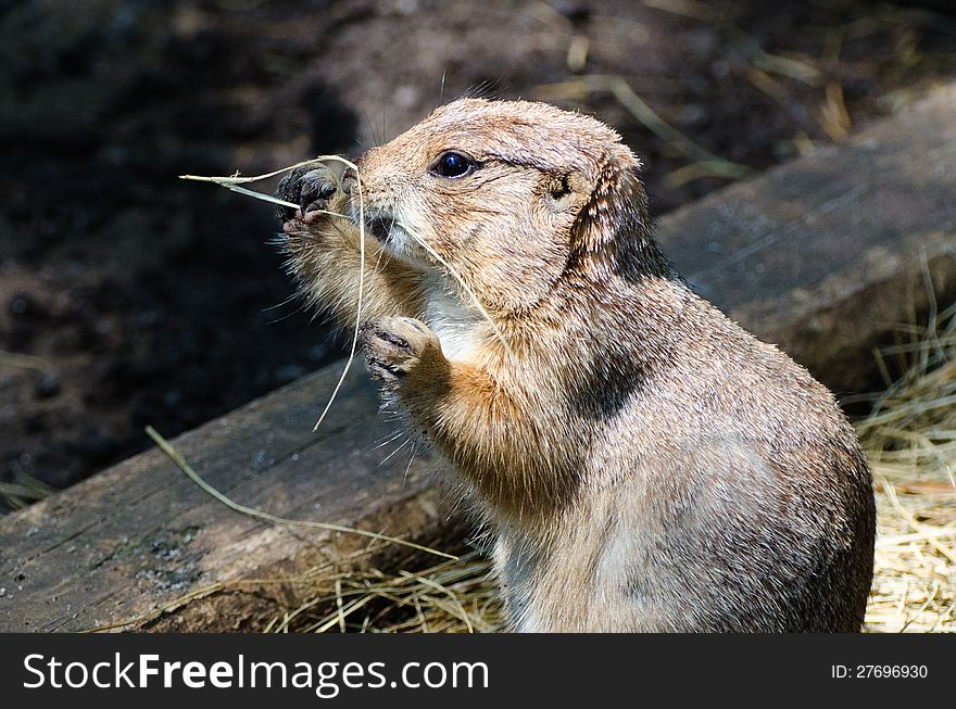 A Prairie dog is holding a stick in its hands and shewing on it