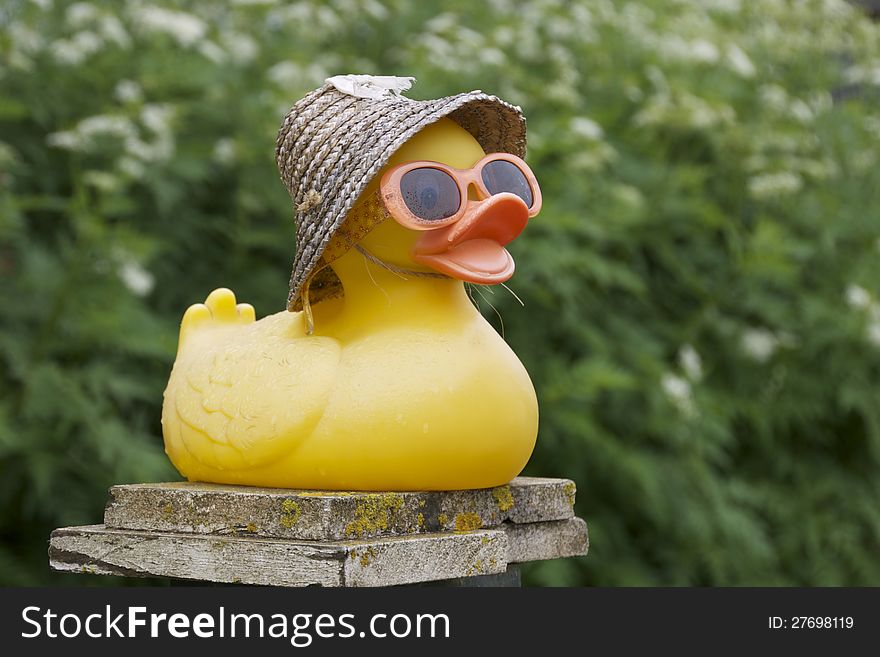 Rubber duck waiting for the coming of the rain.