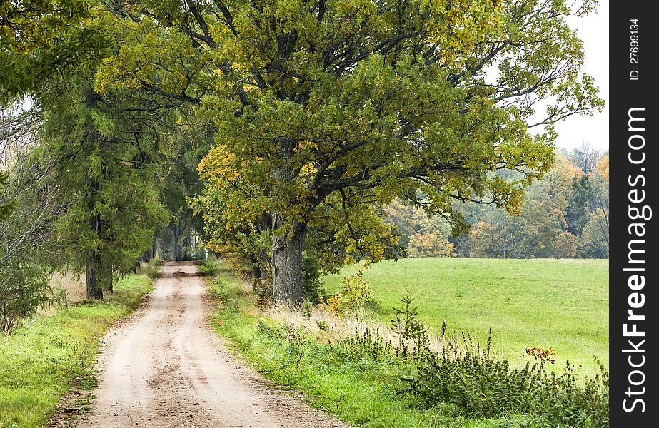 Rural oak alley  in the beginning of  autumn. Rural oak alley  in the beginning of  autumn.