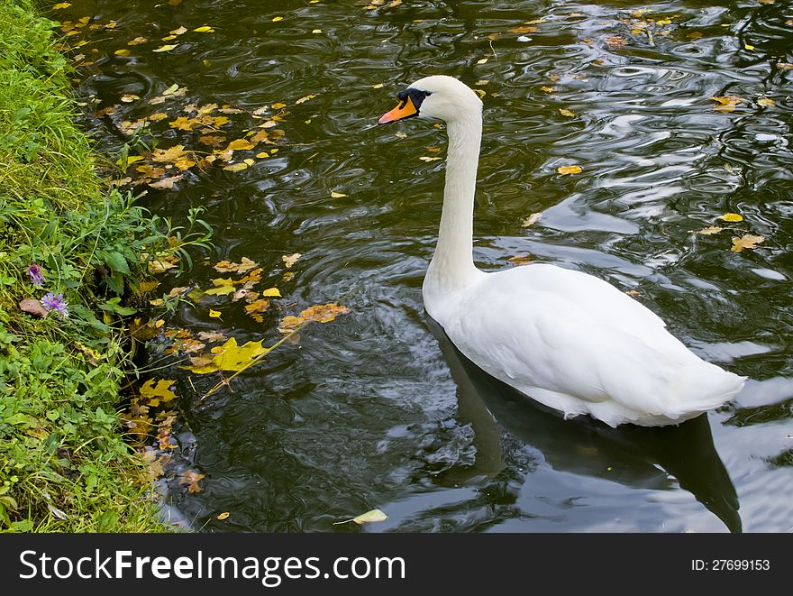 White swan in the pond of autumnal park, Cesis, Latvia. White swan in the pond of autumnal park, Cesis, Latvia