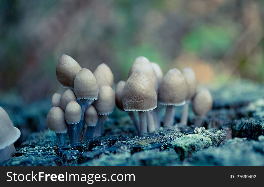 Group of small mushrooms growing on a stump