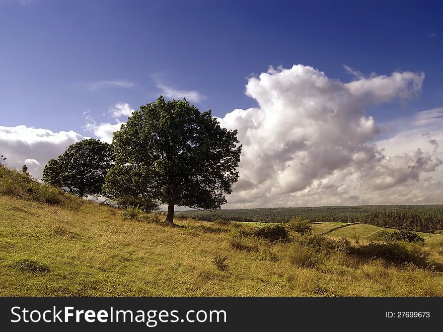 The trees on the hill with beautiful summer sky in the background