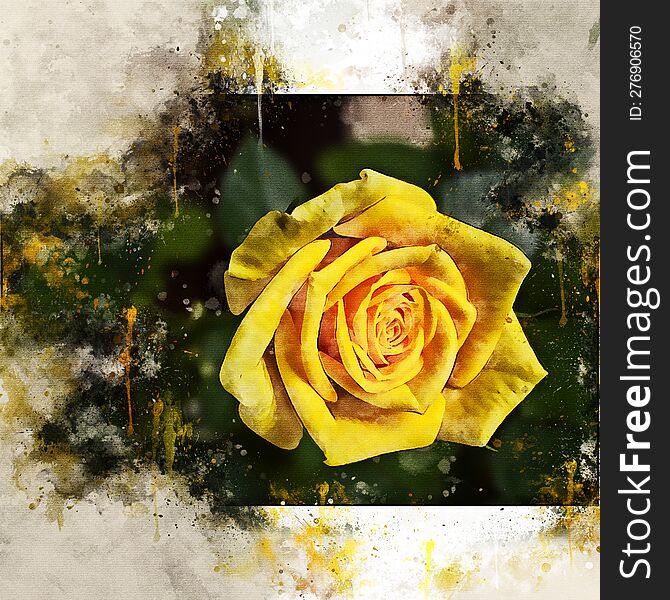 Watercolor Painted Beautiful Yellow Rose With Old Vintage Paper Background