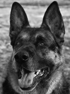 German Shepherd Dog Portrait Royalty Free Stock Images German Shepherd Dog Portrait Royalty Free Stock Images