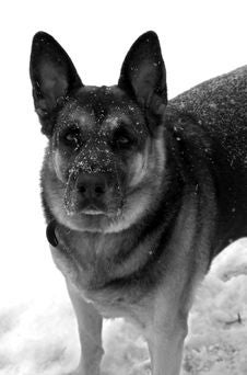 German Shepherd In Snow Stock Photography German Shepherd In Snow Stock Photography