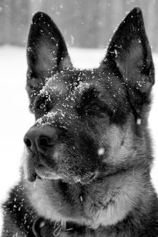 Snowy German Shepherd Dog Royalty Free Stock Photos Snowy German Shepherd Dog Royalty Free Stock Photos