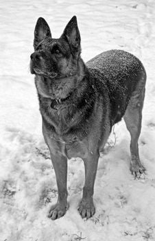 German Shepherd Standing Guard Royalty Free Stock Images German Shepherd Standing Guard Royalty Free Stock Images