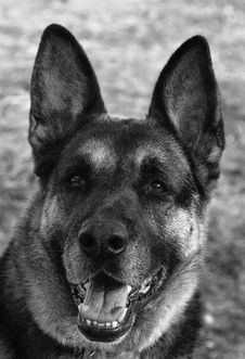 German Shepherd Portrait Royalty Free Stock Photo German Shepherd Portrait Royalty Free Stock Photo