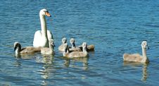 Family Swan Royalty Free Stock Image Family Swan Royalty Free Stock Image